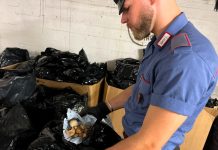 Sequestrati oltre 100 chili di oppio ad Ardea, 4 arresti