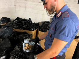 Sequestrati oltre 100 chili di oppio ad Ardea, 4 arresti