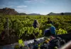 Inizia la vendemmia 2026 in Sicilia, un viaggio lungo cento giorni