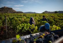 Inizia la vendemmia 2026 in Sicilia, un viaggio lungo cento giorni