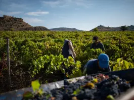 Inizia la vendemmia 2026 in Sicilia, un viaggio lungo cento giorni