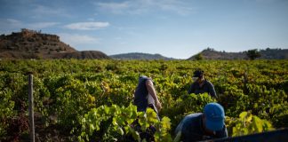 Inizia la vendemmia 2026 in Sicilia, un viaggio lungo cento giorni
