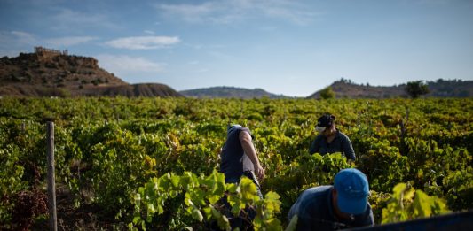 Inizia la vendemmia 2026 in Sicilia, un viaggio lungo cento giorni