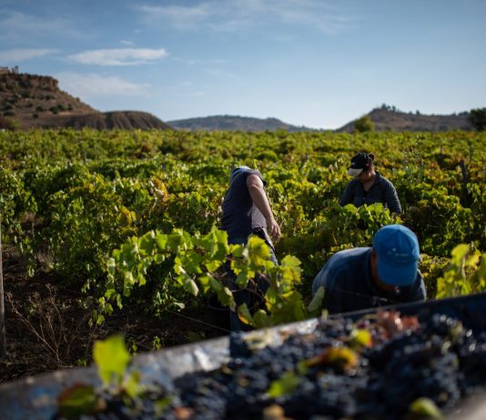 Inizia la vendemmia 2026 in Sicilia, un viaggio lungo cento giorni