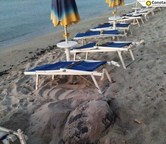 Tartarughe marine, oltre 80 le nidificazioni in Sicilia