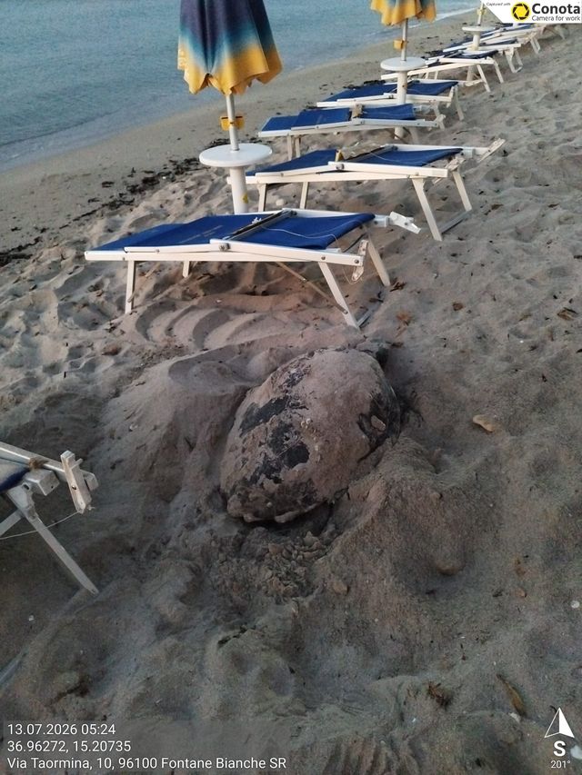 Tartarughe marine: in Sicilia registrate oltre 80 nidificazioni, un successo per la biodiversità.
