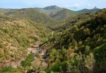 Boschi, natura e difesa fitosanitaria: in Sardegna 22,2 milioni per prevenire i danni e rafforzare gli equilibri naturali