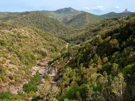 Boschi, natura e difesa fitosanitaria: in Sardegna 22,2 milioni per prevenire i danni e rafforzare gli equilibri naturali