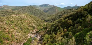 Boschi, natura e difesa fitosanitaria: in Sardegna 22,2 milioni per prevenire i danni e rafforzare gli equilibri naturali