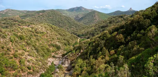Boschi, natura e difesa fitosanitaria: in Sardegna 22,2 milioni per prevenire i danni e rafforzare gli equilibri naturali