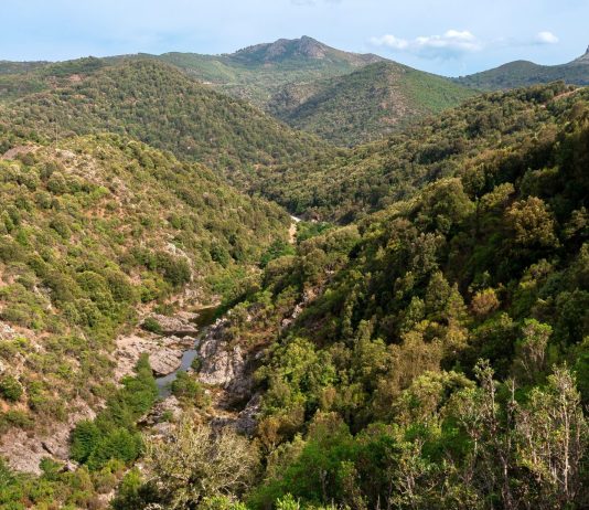 Boschi, natura e difesa fitosanitaria: in Sardegna 22,2 milioni per prevenire i danni e rafforzare gli equilibri naturali