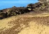 Posidonia, la Regione Sardegna scrive al Ministro dell’Ambiente: “I divieti ci sono, manca chi li fa rispettare”