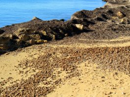 Posidonia, la Regione Sardegna scrive al Ministro dell’Ambiente: “I divieti ci sono, manca chi li fa rispettare”