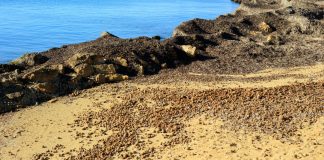 Posidonia, la Regione Sardegna scrive al Ministro dell’Ambiente: “I divieti ci sono, manca chi li fa rispettare”