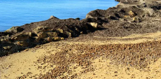 Posidonia, la Regione Sardegna scrive al Ministro dell’Ambiente: “I divieti ci sono, manca chi li fa rispettare”