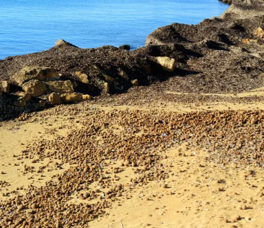 Posidonia, la Regione Sardegna scrive al Ministro dell’Ambiente: “I divieti ci sono, manca chi li fa rispettare”