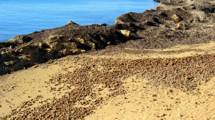 Posidonia