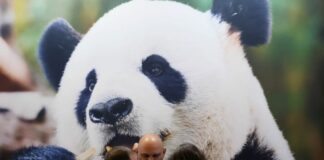 Cina, in aumento dell’11,3% i ricavi dell’industria pubblicitaria