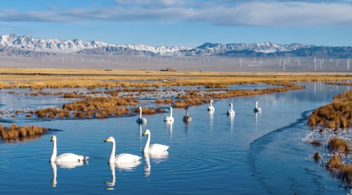 Cina, un piano per rendere gli ecosistemi più resilienti entro il 2030