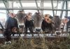 Dalla Regione Lombardia 32 milioni per 115 aziende agricole che hanno tutelato l’ambiente e il benessere degli animali