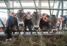 Dalla Regione Lombardia 32 milioni per 115 aziende agricole che hanno tutelato l’ambiente e il benessere degli animali