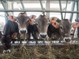 Dalla Regione Lombardia 32 milioni per 115 aziende agricole che hanno tutelato l’ambiente e il benessere degli animali