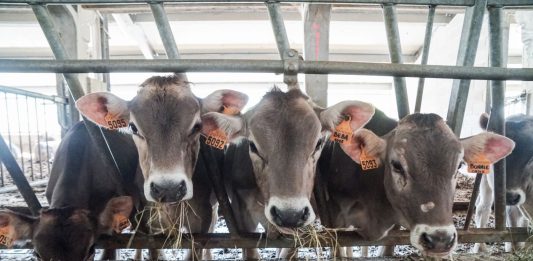 Dalla Regione Lombardia 32 milioni per 115 aziende agricole che hanno tutelato l’ambiente e il benessere degli animali