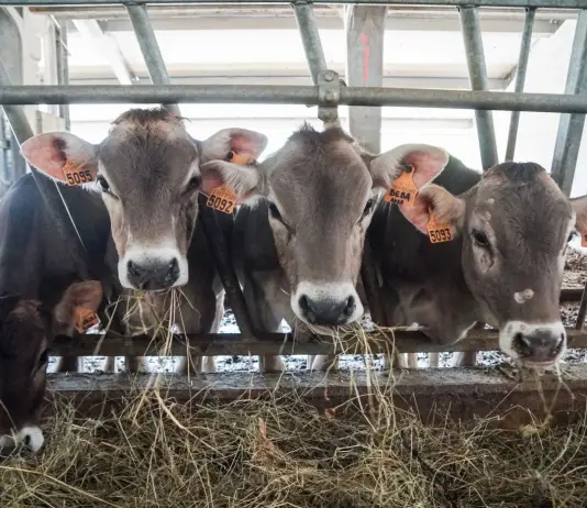 Dalla Regione Lombardia 32 milioni per 115 aziende agricole che hanno tutelato l’ambiente e il benessere degli animali