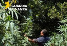 Sequestrata nel Cosentino una piantagione di marijuana nascosta nel bosco