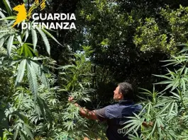 Sequestrata nel Cosentino una piantagione di marijuana nascosta nel bosco