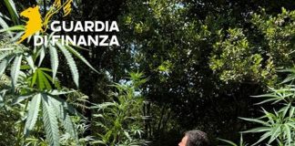 Sequestrata nel Cosentino una piantagione di marijuana nascosta nel bosco