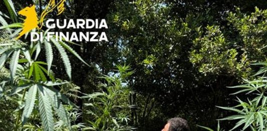 Sequestrata nel Cosentino una piantagione di marijuana nascosta nel bosco