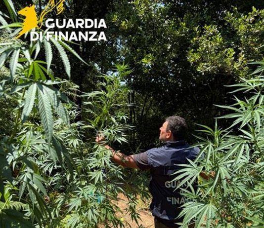 Sequestrata nel Cosentino una piantagione di marijuana nascosta nel bosco