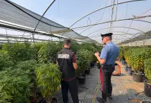 Blitz in un’azienda di canapa a basso contenuto di THC ad Ardea, tre arresti