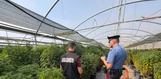 Blitz in un’azienda di canapa a basso contenuto di THC ad Ardea, tre arresti