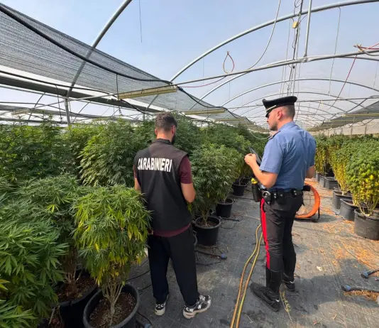 Blitz in un’azienda di canapa a basso contenuto di THC ad Ardea, tre arresti