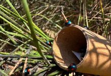 Pini, dal CREA un alleato strategico contro la cocciniglia tartaruga