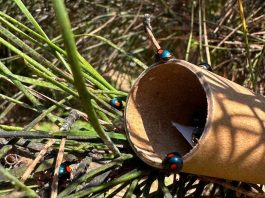 Pini, dal CREA un alleato strategico contro la cocciniglia tartaruga