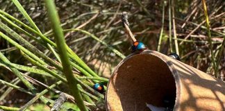 Pini, dal CREA un alleato strategico contro la cocciniglia tartaruga