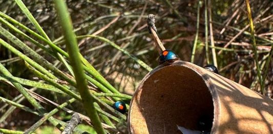 Pini, dal CREA un alleato strategico contro la cocciniglia tartaruga