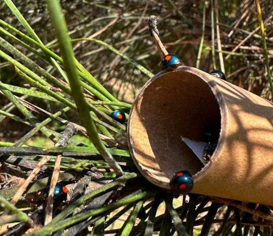 Pini, dal CREA un alleato strategico contro la cocciniglia tartaruga