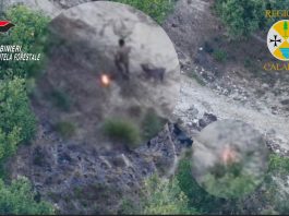 Appicca il fuoco al bosco, arrestato un allevatore incastrato dal drone / Video
