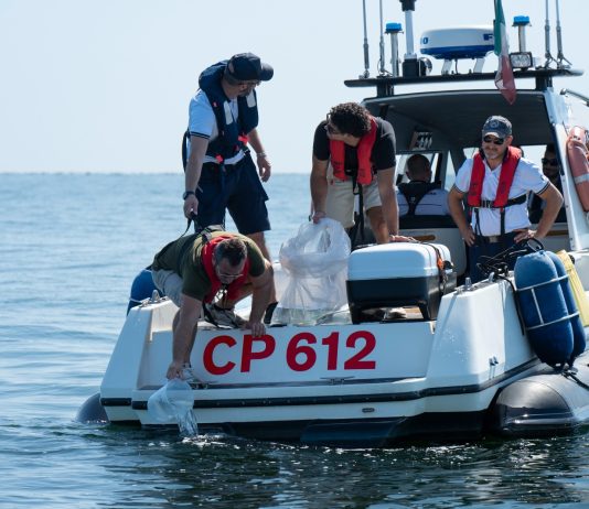 Lotta al granchio blu, al via la liberazione dei polpi al largo di Cesenatico
