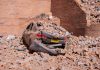 Terremoto in Colombia, sale il bilancio delle vittime: almeno 234 morti / Video