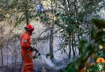 Incendi nel Fiorentino e in Versilia, fiamme sotto controllo ma l’allerta resta alta