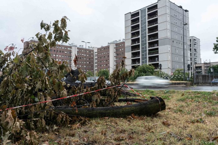 Milano, Alberi caduti al parco di Trenno a causa del maltempo.