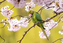 Gli agronomi di Roma “Nella capitale cresce la presenza di specie aliene invasive”