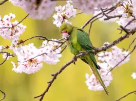 Gli agronomi di Roma “Nella capitale cresce la presenza di specie aliene invasive”