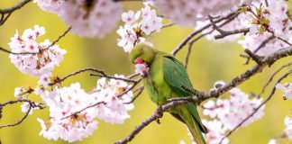 Gli agronomi di Roma “Nella capitale cresce la presenza di specie aliene invasive”