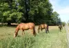 Confagricoltura: “Il cavallo sia una risorsa agricola a tutti gli effetti”